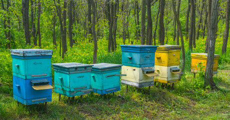 apiary with beehive in a forest, agricultural countryside scene