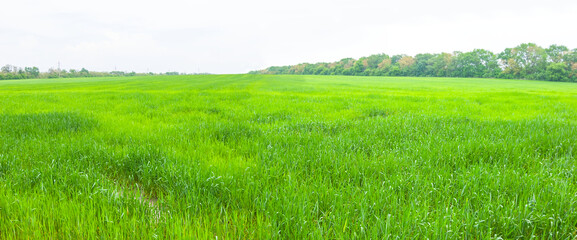 beautiful wide summer green field, countryside agricultural background