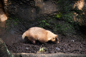 多摩動物公園　アナグマ