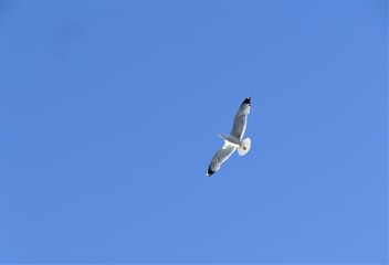 Seagull bird fly high in the sky 