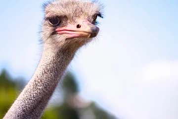 Fotobehang funny ostrich on a farm in a village in summer © mikitiger