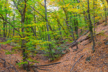 dry mountain canyon covered by a dry leaves