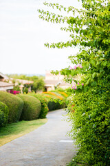 Cozy Scene. Concrete Path with Bushes in Garden.