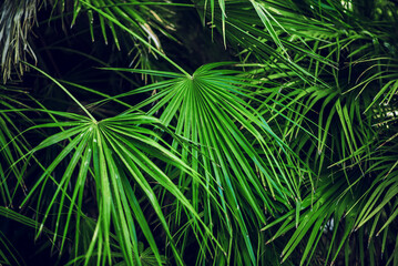 Tropical Palm Leaves. Floral Background.