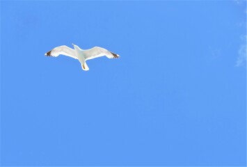 Seagull fly high in the sky