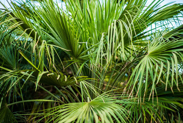 Green Palm Leaves in Jungle.