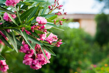 Oleander Flowers on Green Blurred Background.