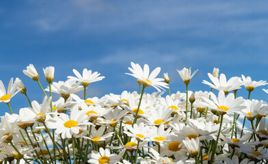 Beautiful flower in summer with bright daisies under a blue sky with sun to relax and meditate