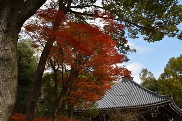 Fototapeta premium 紅葉の京都