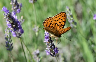 Orange butterfly and fresh lavender flower in the meadow