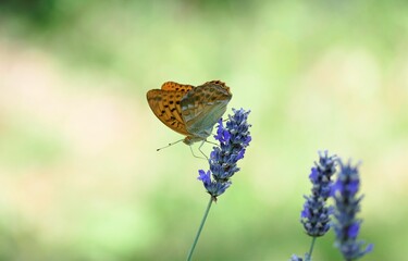 Orange butterfly and lavender flower background