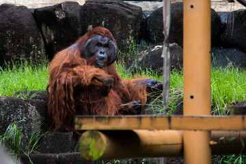 多摩動物公園　オランウータン © Kyogoku Akira