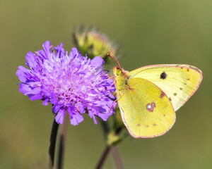 Pale clouded yellow butterfly on a field scabiosa