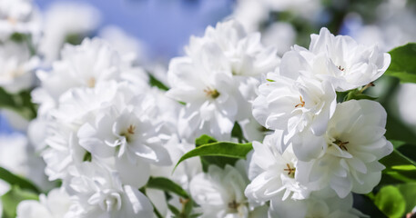 Fototapeta na wymiar White terry jasmine flowers in the garden against blue sky