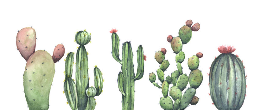 Hand painted watercolor set of cactus. Isolated on white background. Flower illustration for your project, wedding, greeting card, photos, blogs, wreaths, pattern and more.
