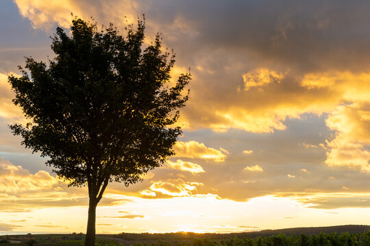 A Lone Tree In A Sunset