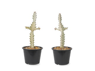view front and back of Euphorbia lactea or White Ghost Cactus (White Ghost Candelabra Spurge) planting in flower pot isolated on white background.