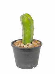 Myrtillocactus geometrizans (Mart. ex Pfeiff.) Console Cactus planting in black flowerpot isolated...