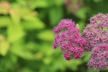 Obraz premium ピンクの小さなかわいいシモツケの花 A pink flower named Japanese Spiraea.