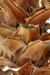 beautiful background on which a close-up of a brown trunk of a southern exotic palm tree with spines