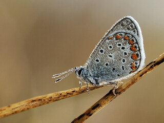 In the early morning the common blue butterfly Polyommatus icarus on a glade dries its wings from...