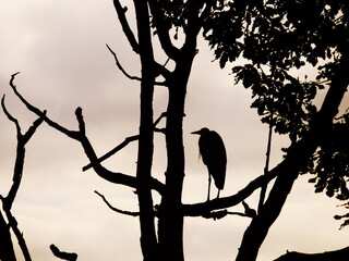 Silhouette of a deciduous tree in whose tangle of branches a marabou stands in an observing position also only as a shadow against the bright sky, the Marabu is a species of bird from the stork family