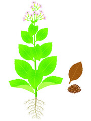 Green flowering tobacco plant with dry leaves of tobacco.
