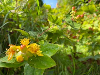 bee on a flower