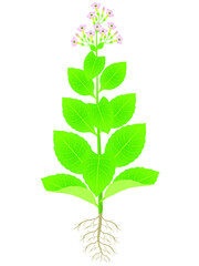Tobacco plant with roots and flowers on a white background.