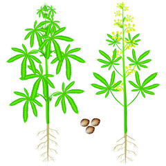 Obraz na płótnie Canvas Female and male cannabis plant with seeds on a white background.