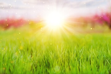 Obraz premium Meadow.