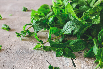 Fresh green mint on grey background