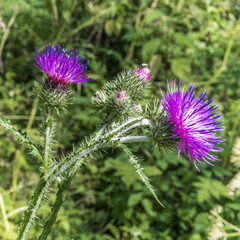 Thistle flowers in a forest clearing