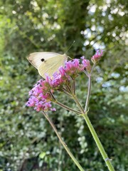 butterfly on flower