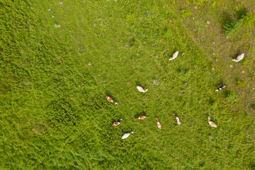 pasture with cows, view from above