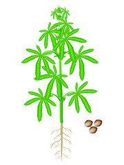 Female cannabis plant with seeds isolated on white background.
