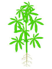 Cannabis plant with roots isolated on white background.