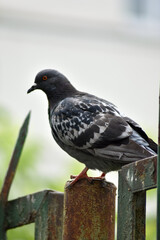 Bird dove sits on fence