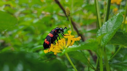 Hornet on a flower
