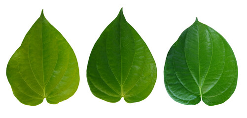 Betel leaves, Green  leaf isolated on white background with clipping path