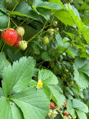 Strawberries farm, fruit rows close up in a sunny day. Pick your own farm, vibrant greens and reds color