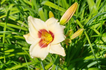 Blooming daylily (lat. Hemerocallis) close-up