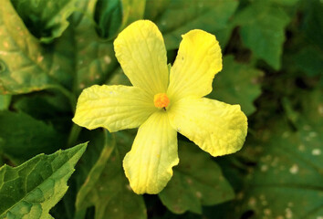 yellow flower with dew drops