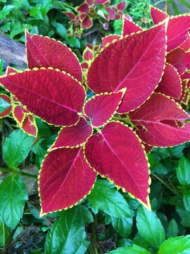 red and green leaves