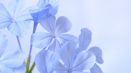 Fototapeta na wymiar Cape leadwort or white plumbago flowers with natural blurred background.