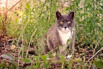 Stray cat sitting on the grass and looking curious to the camera.