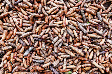 background of spruce cones