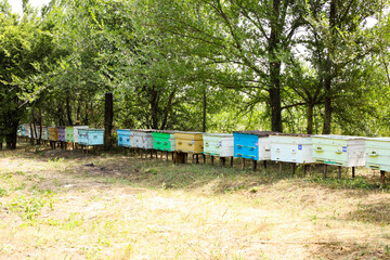 Fototapeta na wymiar Wooden hives in an apiary with bees