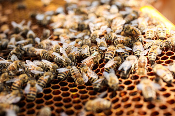 Golden honeycomb with bees