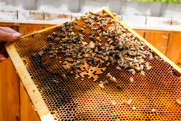 golden honeycombs with bees in the hands